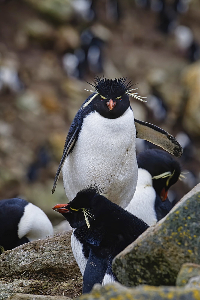 Southern Rockhopper penguin (Eudyptes chrysocome), New Island, Falkland Islands, British Overseas Territory, South America