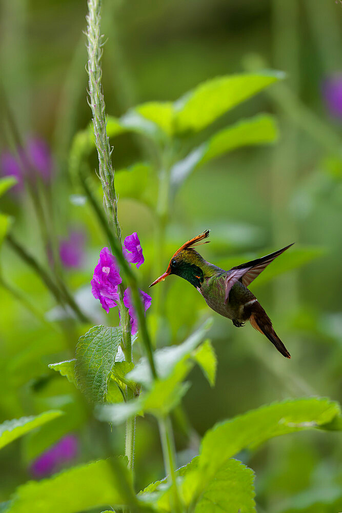 Flying Rufous-crested Coquette (Lophornis delattrei), Manu National Park cloud forest, Peru