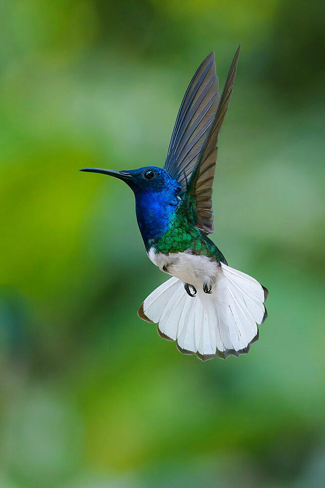 Flying White necked Jacobin (Florisuga Mellivora), Manu National Park cloud forest, Peru