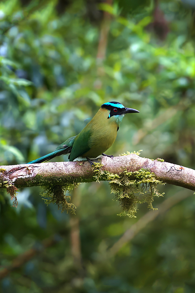 Andean motmot (Momotus aequatorialis), Manu National Park, Peruvian Amazon Cloud Forest, Peru, South America