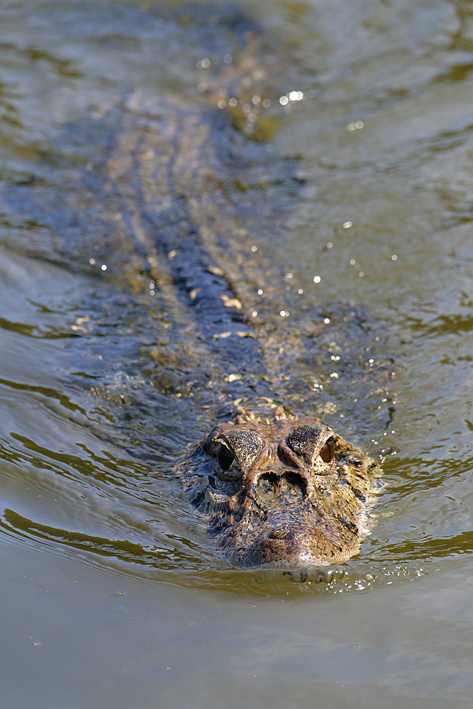 Black caiman (Melanosuchus niger) swimming in the Madre de Dios River, Manu National Park, Peruvian Amazon, Peru, South America