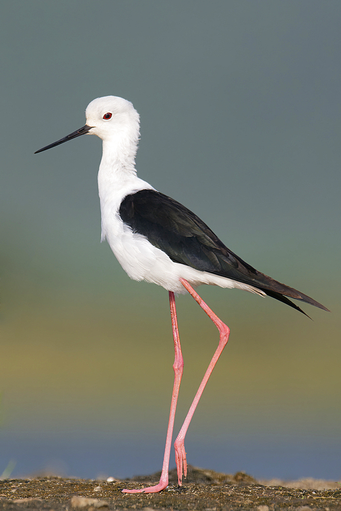 Black-winged stilt (Himantopus himantopus), Kwazulu Natal Province, South Africa, Africa