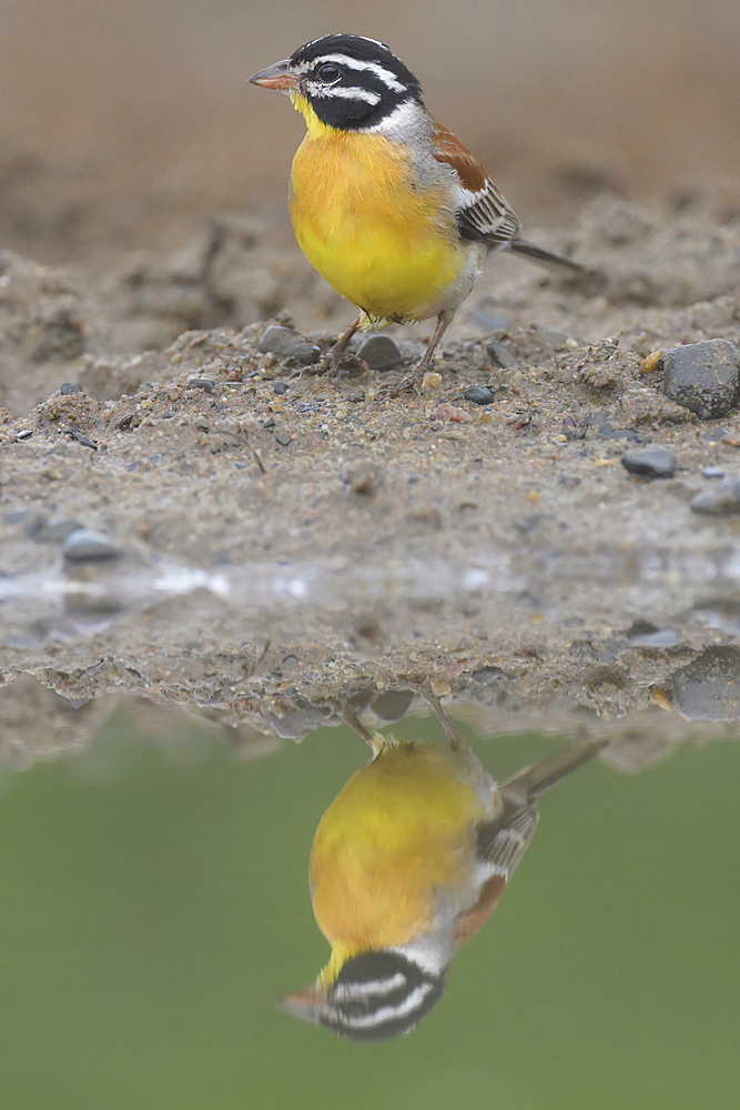 Golden-breasted bunting (Emberiza flaviventris) reflecting in Pond, Kwazulu Natal Province, South Africa, Africa