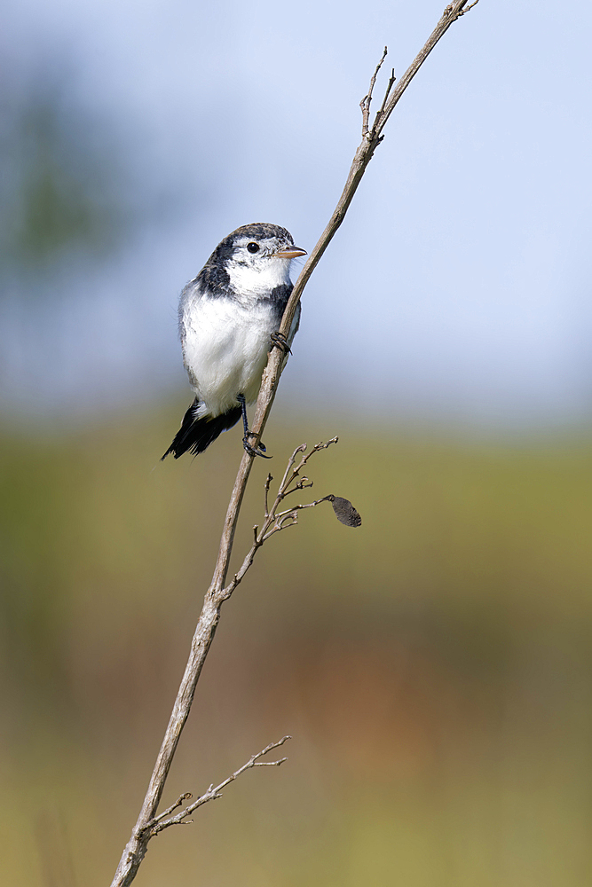 Cock-tailed Tyrant (Alectrurus tricolor) on branch, Serra da Canastra National Park, Minas Gerais, Brazil, South America