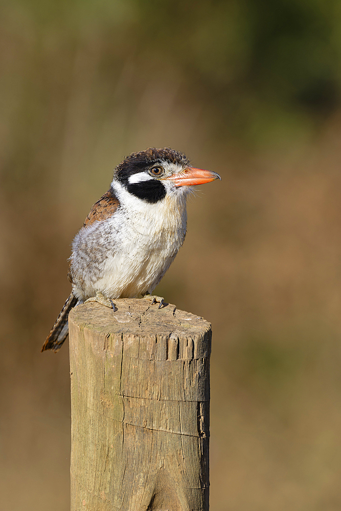 White-eared Puffbird (Nystalus chacuru) sitting on a pole, Serra da Canastra National Park, Minas Gerais, Brazil, South America