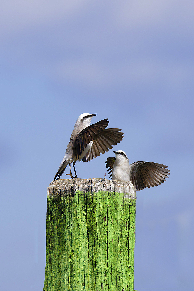 Courtship display of a couple of Masked Water-Tyrant (Fluvicola nengeta), Serra da Canastra National Park, Minas Gerais, Brazil, South America