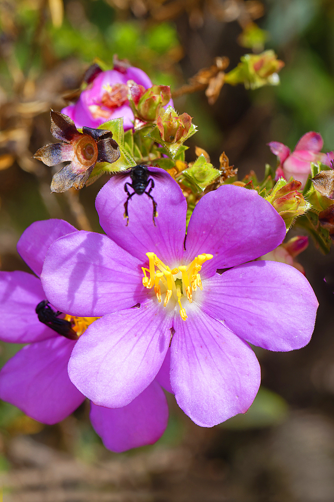 Lavoisiera sampaiona (Microlicia), Serra da Canastra, Minas Gerais, Brazil, South America