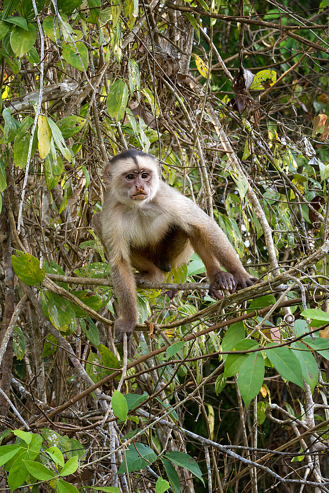 White fronted capuchin monkey (Cebus albifrons), Amazon basin, Brazil, South America