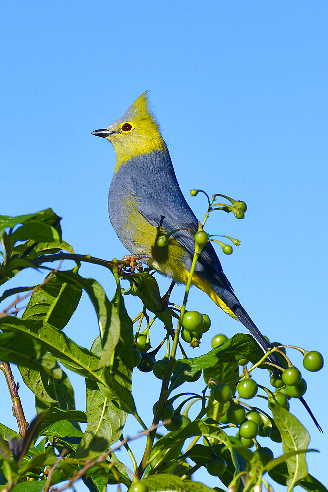 Long-tailed Silky-flycatcher, Ptiliogonys caudatus, Costa Rica