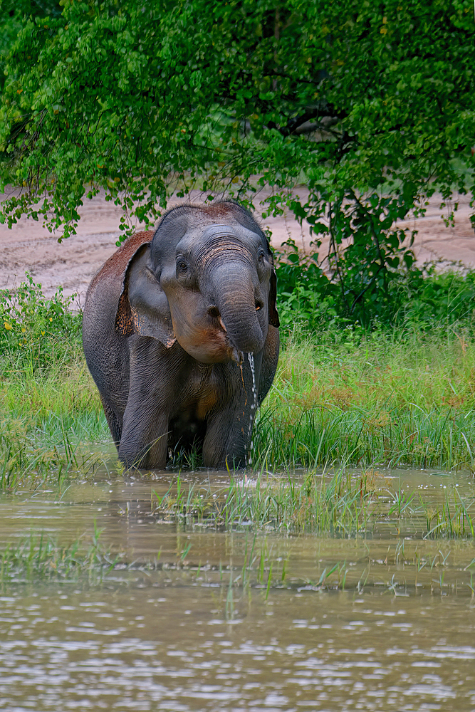 Sri Lankan elephant (Elephas maximus maximus) drinking water, Uda Walawe National Park, Sri Lanka