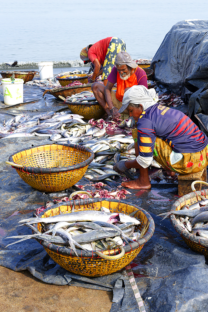 Fishermen cleaning and preparing fish for the market, Negombo, Sri Lanka