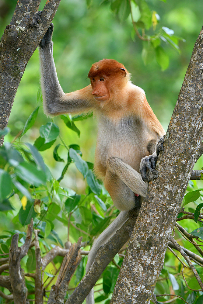 Endemic Proboscis monkey or Long-nosed monkey (Nasalis larvatus), sitting on a branch in the forest, Borneo, Malaisia
