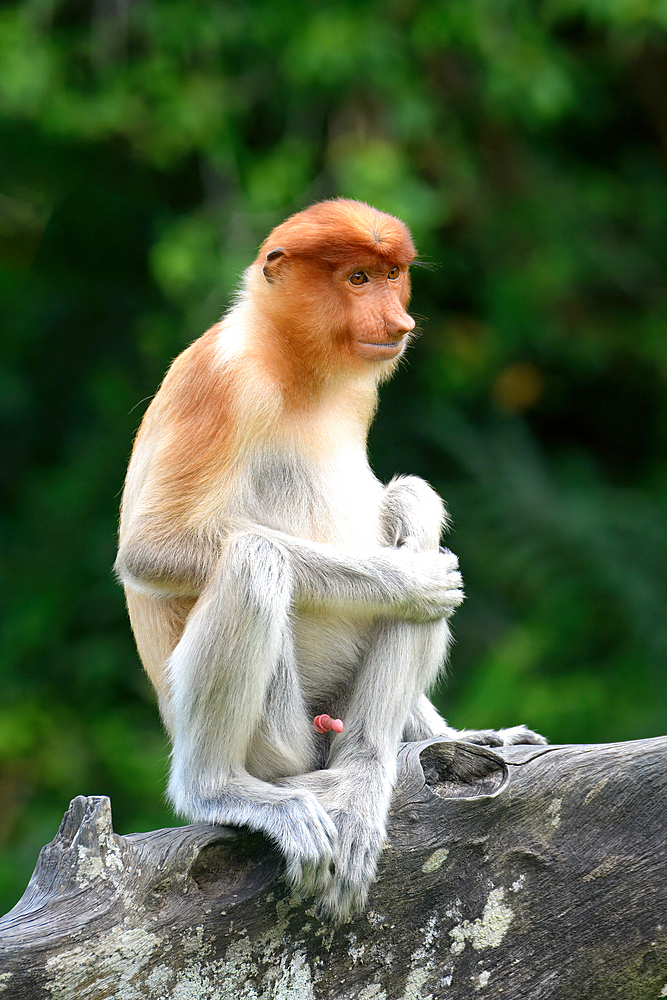 Endemic Proboscis monkey or Long-nosed monkey (Nasalis larvatus), sitting on a branch in the forest, Borneo, Malaisia