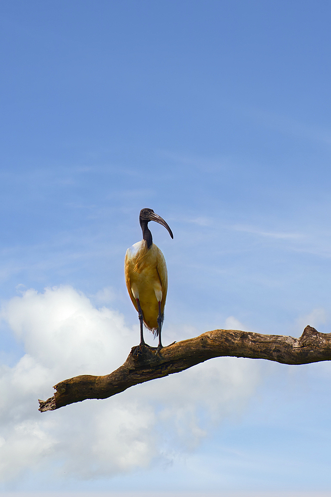 Black-headed ibis (Threskiornis melanocephalus) perched on a branch, Sri Lanka