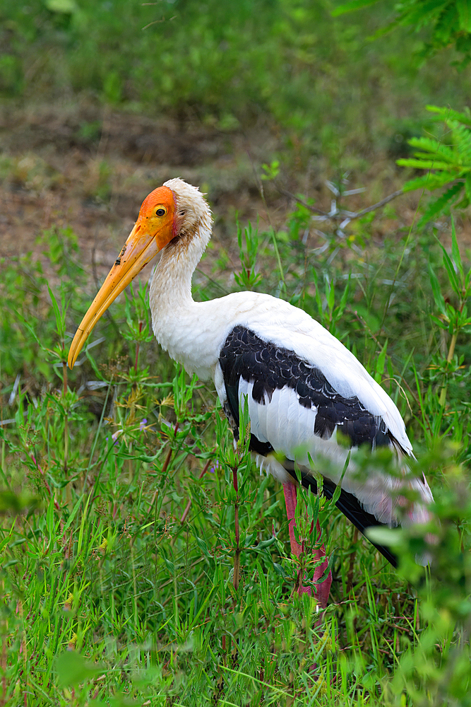 Painted stork (Mycteria leucocephala), Sri Lanka