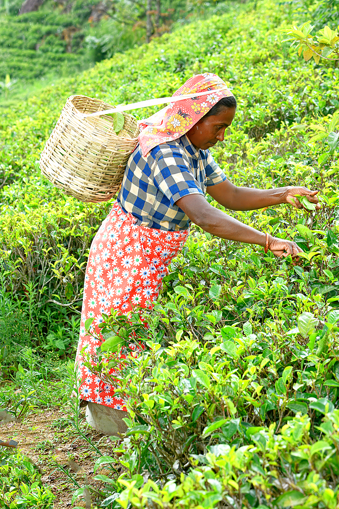 Tea picker harvesting in the Glenloch tea factory, Nuwara Eliya, Sri Lanka