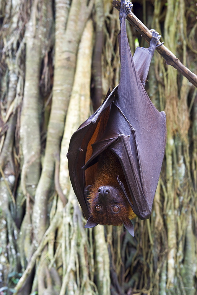 Large flying fox (Pteropus vampyrus) hanging in a tree, Bali, Indonesia, Southeast Asia, Asia