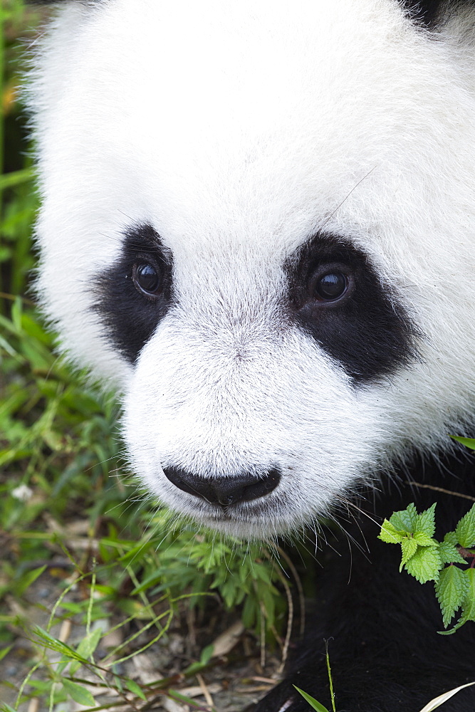 Two year old young giant panda (Ailuropoda melanoleuca), China Conservation and Research Centre, Chengdu, Sichuan, China, Asia