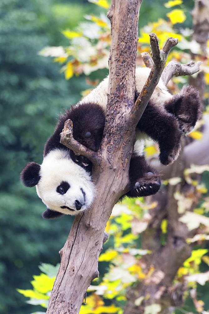 Two year old young Giant Panda (Ailuropoda melanoleuca) climbing on a tree, Chengdu, Sichuan, China, Asia