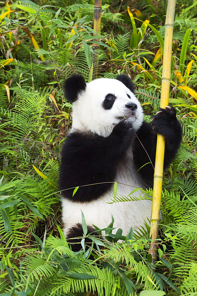 Two year old young Giant Panda (Ailuropoda melanoleuca), Chengdu, Sichuan, China, Asia