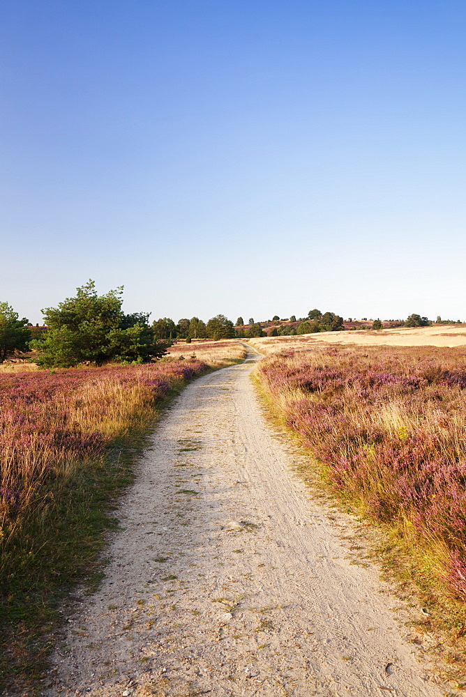 Path through Luneburger Heide, Wilseder Berg, nature reserve, Lower Saxony, Germany, Europe 