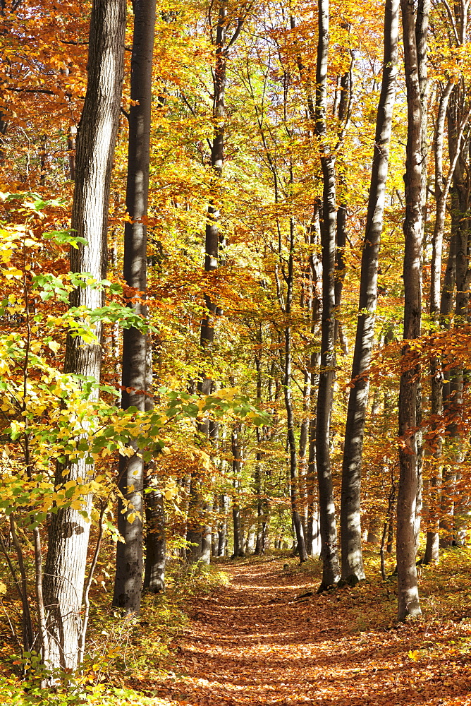 Path in a forest in autumn, Swabian Alb, Baden Wurttemberg, Germany, Europe 