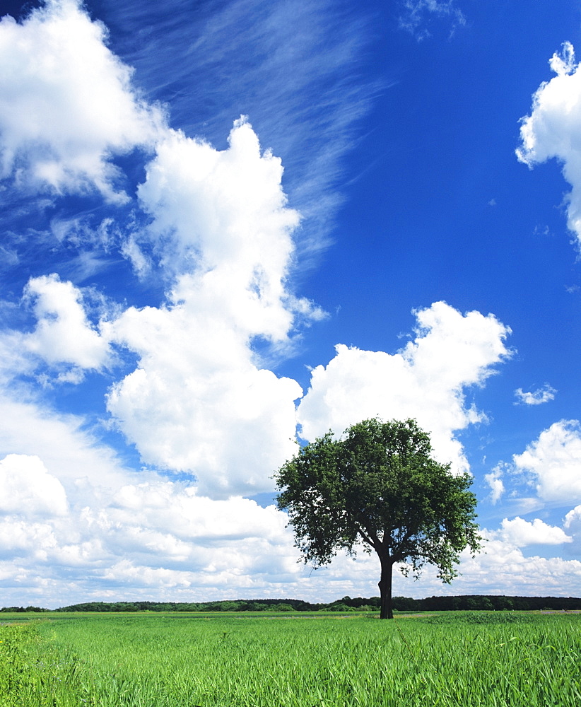 Single tree in a field, Swabian Alb, Baden Wurttemberg, Germany, Europe