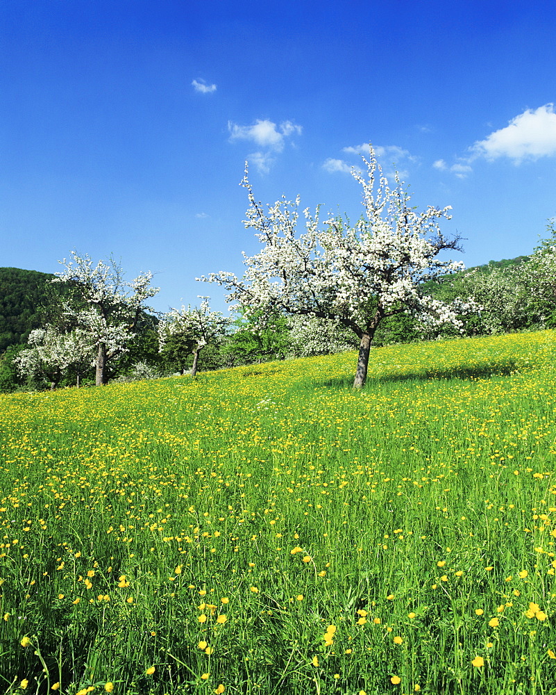 Blooming fruit trees on a flower meadow, Lenninger Tal, Swabian Alb, Baden Wurttemberg, Germany, Europe