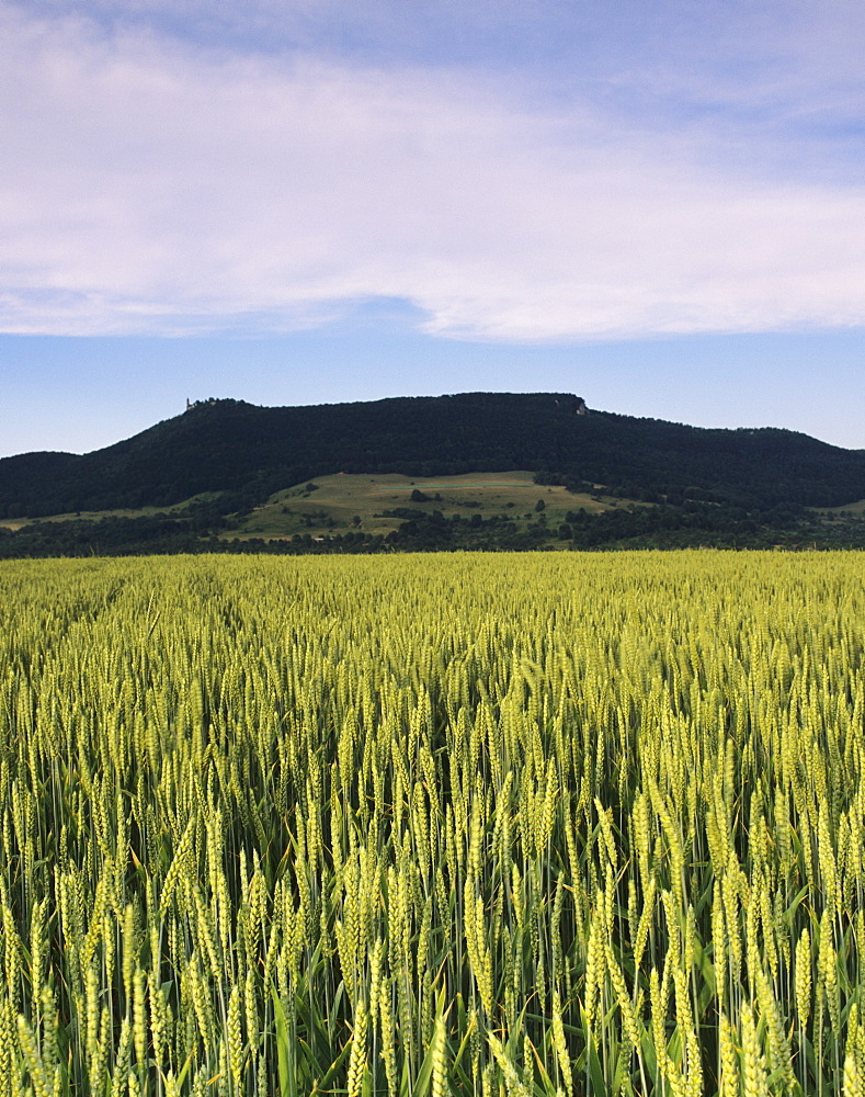 Corn field, Teckberg Mountain, Teck Castle, Kirchheim, Swabian Alb, Baden Wurttemberg, Germany, Europe