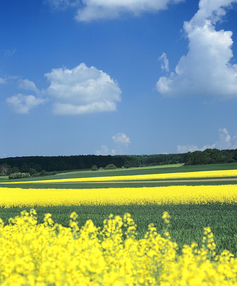 Rape field, Swabian Alb, Baden Wurttemberg, Germany, Europe