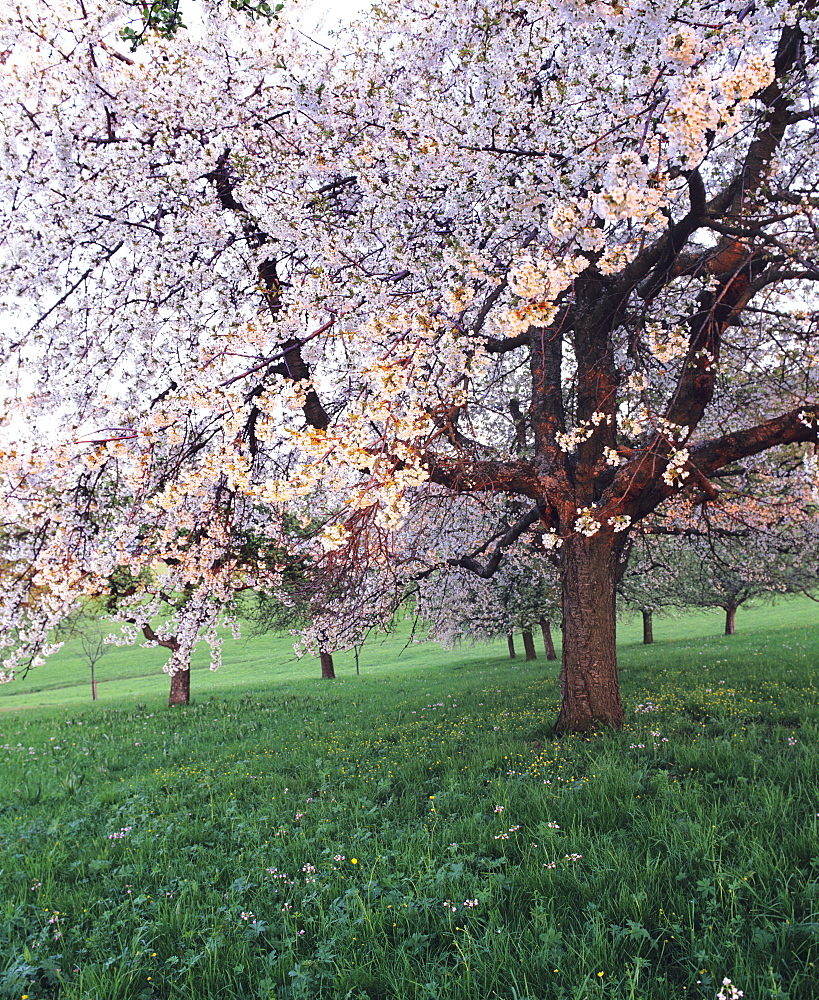 Blooming cherry tree, Bissinger Tal Valley, Swabian Alb, Baden Wurttemberg, Germany, Europe