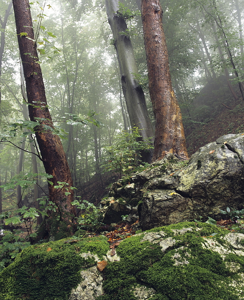 Foggy trees on a rock, Zipfelbach Schlucht Gorge, Weilheim, Swabian Alb, Baden Wurttemberg, Germany, Europe