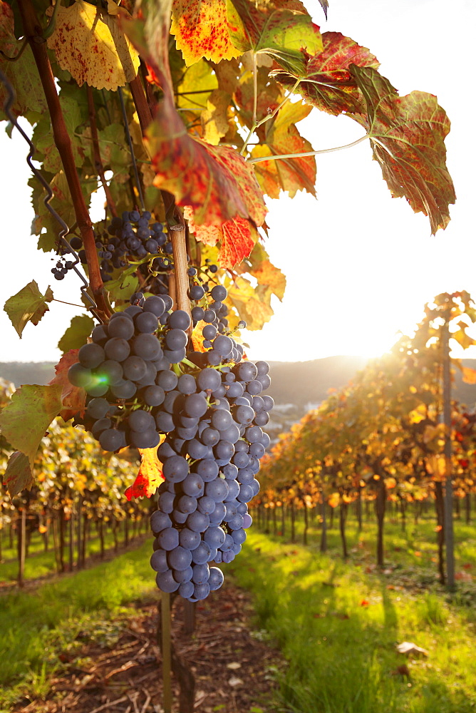 Vineyards with red wine grapes in autumn at sunset, Esslingen, Baden Wurttemberg, Germany, Europe