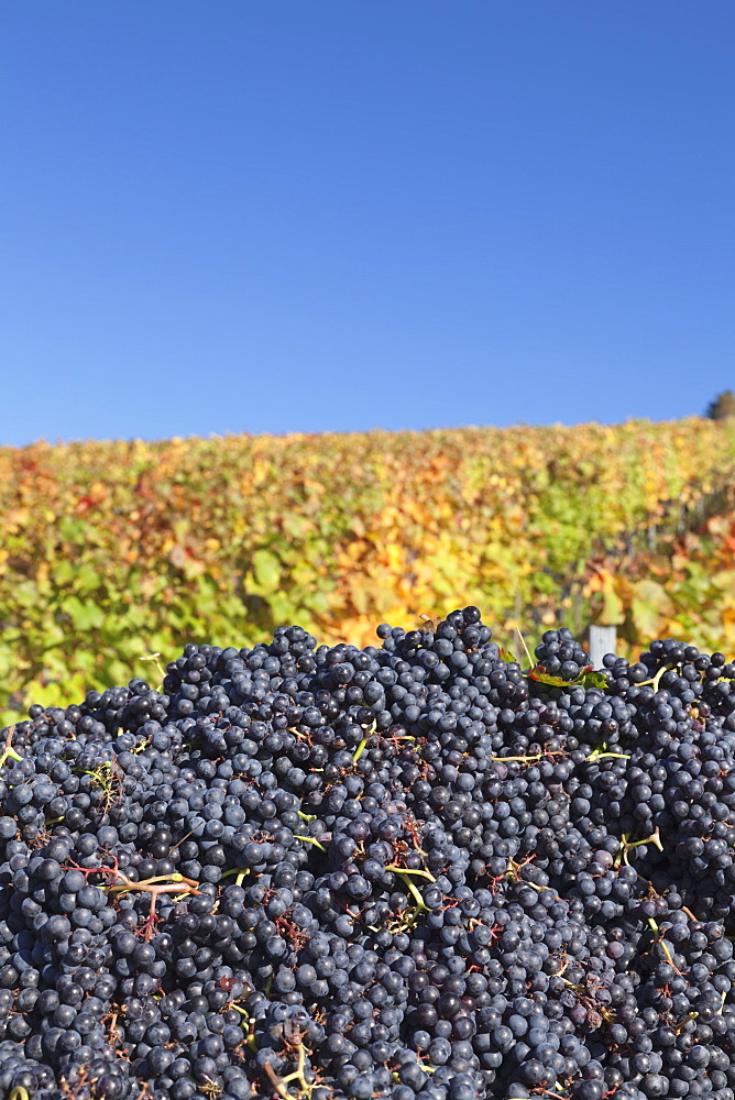 Red wine grapes with colourful vineyards in autumn, grape harvest, Uhlbach, Stuttgart, Baden Wurttemberg, Germany, Europe