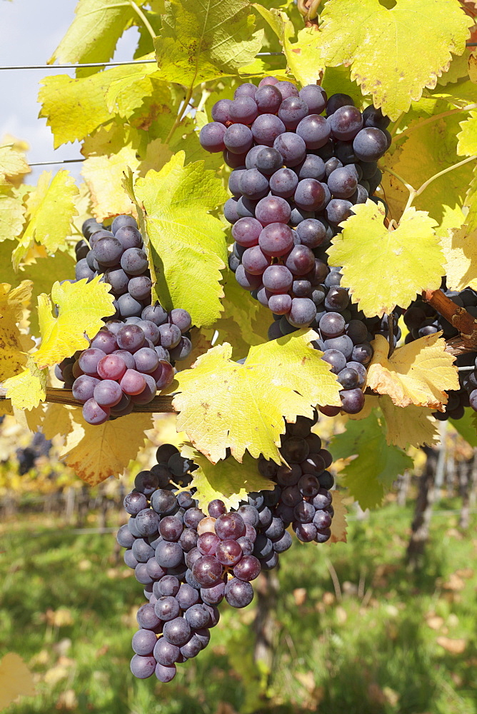 Red wine grapes in autumn, Uhlbach, Stuttgart, Baden Wurttemberg, Germany, Europe