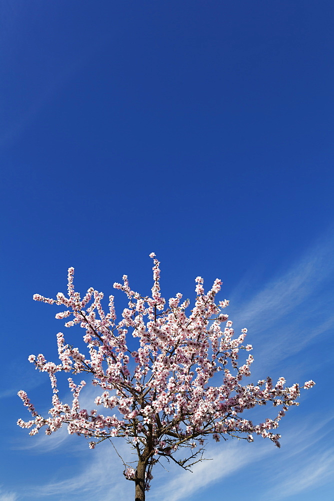 Blossoming almond tree against blue sky, Gimmeldingen, Neustadt an der Weinstrasse, Deutsche Weinstrasse (German Wine Road), Rhineland-Palatinate, Germany, Europe