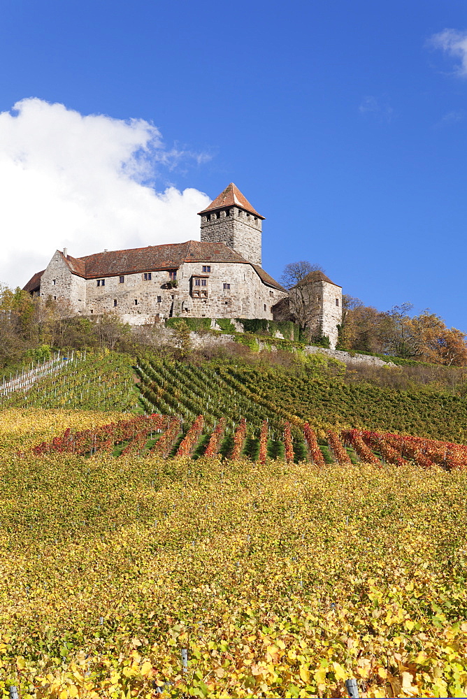 Burg Lichtenberg Castle, Vineyards in autumn, Oberstenfeld, Ludwigsburg District, Baden Wurttemberg, Germany, Europe