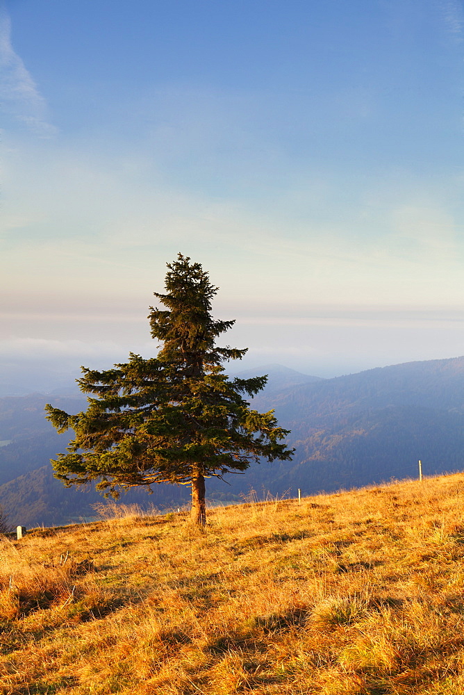 Single tree, Belchen Mountain, Black Forest, Baden Wurttemberg, Germany, Europe