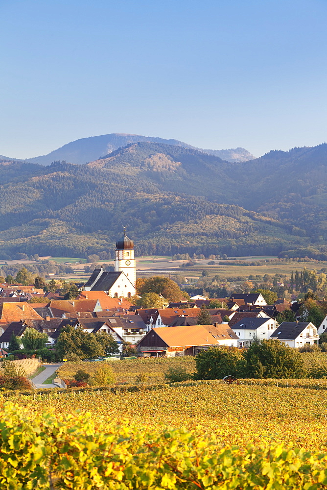 Vineyards in autumn, Ehrenkirchen, District Ehrenstetten, Markgrafler Land, Black Forest, Baden Wurttemberg, Germany, Europe