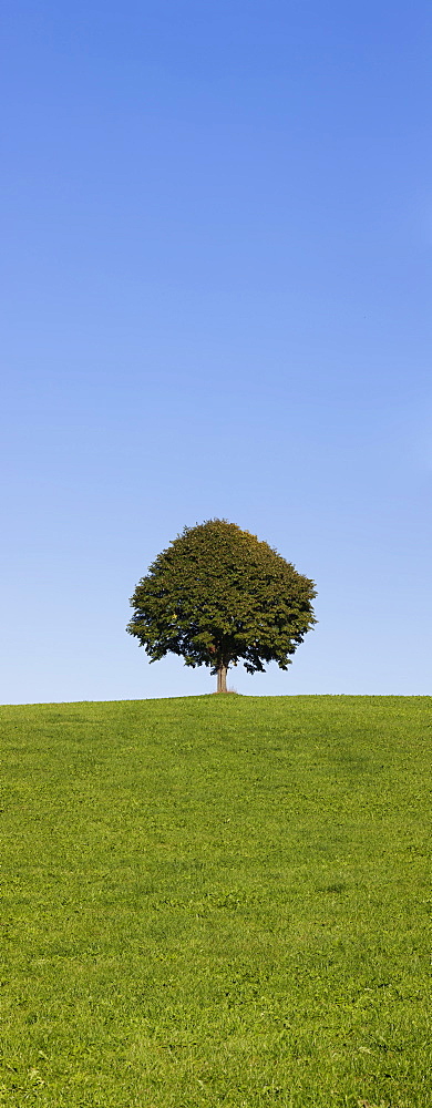 Single tree on a hill, Allgau, Swabia, Baden Wurttemberg, Germany, Europe