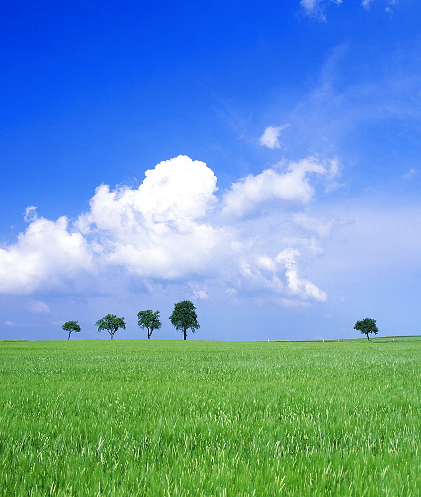 Trees on a cornfield, Hartsfeld, Swabian Alb, Baden Wurttemberg, Germany, Europe