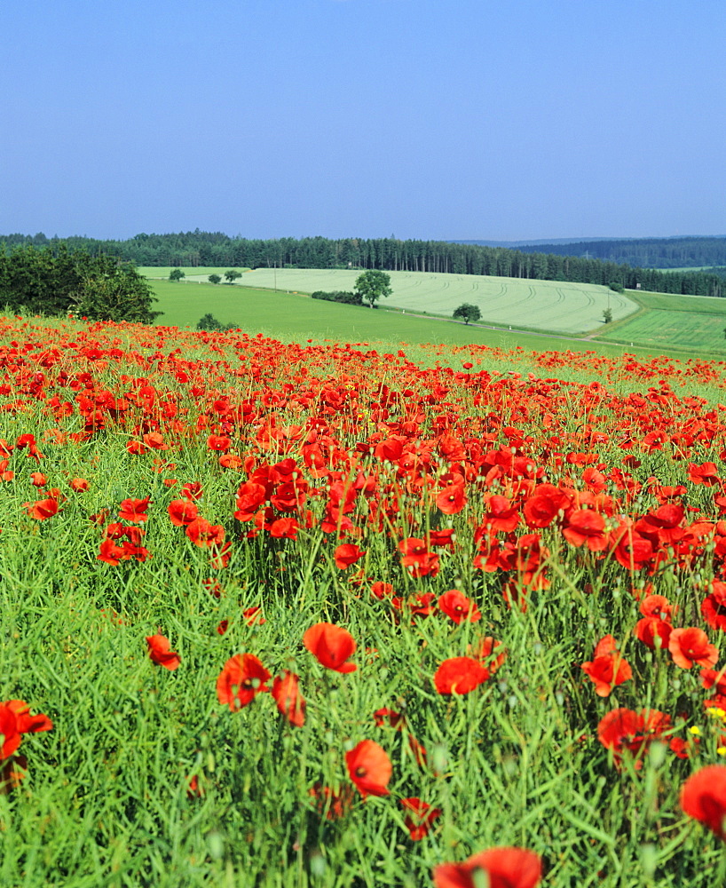 Field of poppies, Neresheim, Swabian Alb, Baden Wurttemberg, Germany, Europe