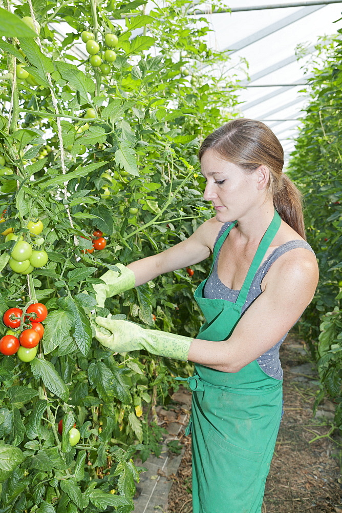 Young woman picking tomatoes in a greenhouse, Esslingen, Baden Wurttemberg, Germany, Europe