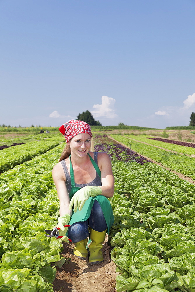 Female farmer picking lettuce (Lactuca sativa), Esslingen, Baden Wurttemberg, Germany