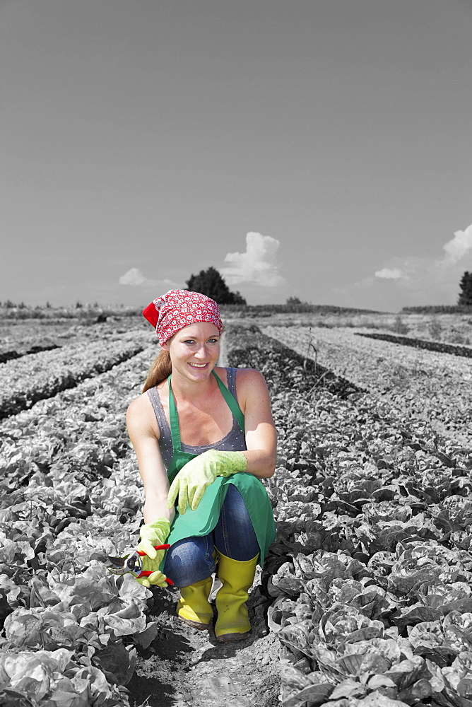 Female farmer picking lettuce (Lactuca sativa), Esslingen, Baden Wurttemberg, Germany