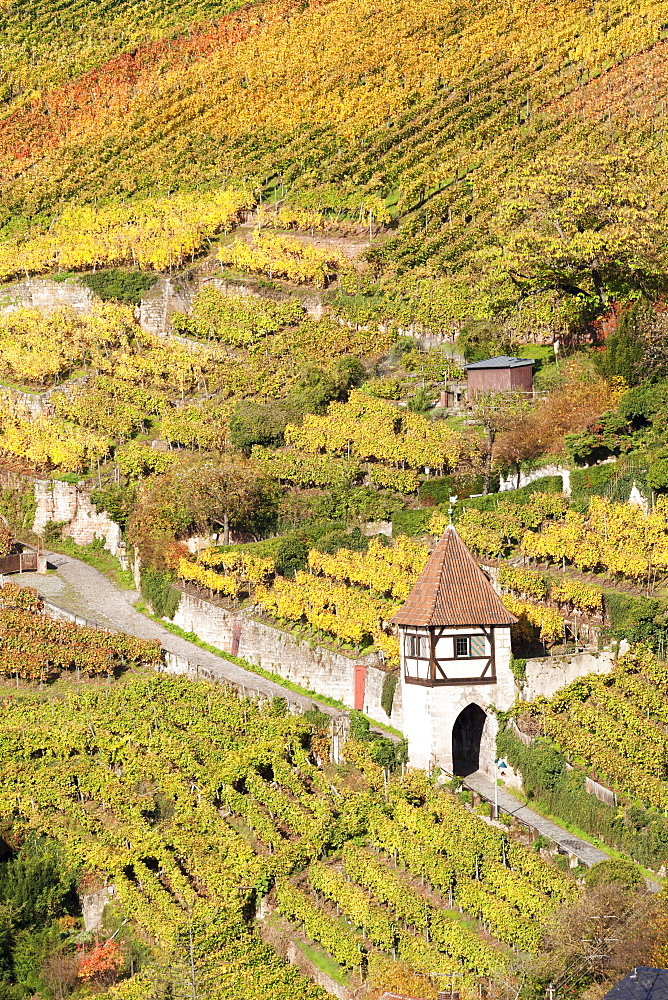 Vineyards in autumn, Esslingen, Baden Wurttemberg, Germany, Europe