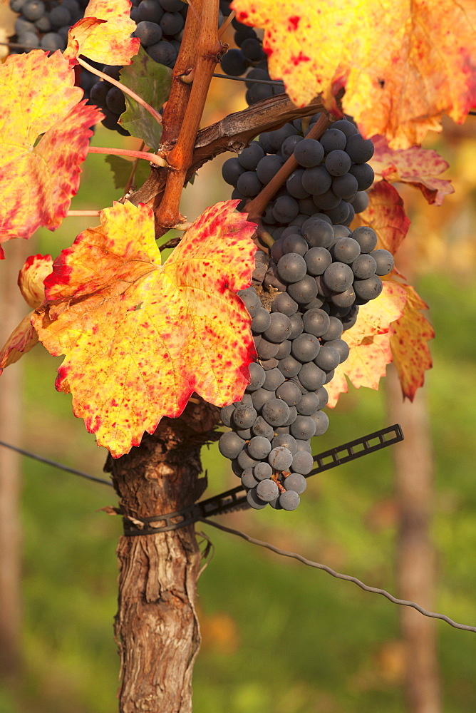 Red wine grapes, autumn, Uhlbach, Baden Wurttemberg, Germany, Europe