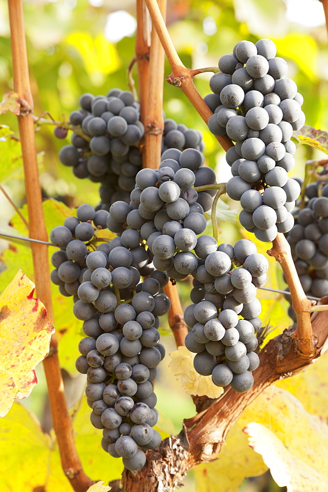 Red wine grapes, autumn, Uhlbach, Baden Wurttemberg, Germany, Europe