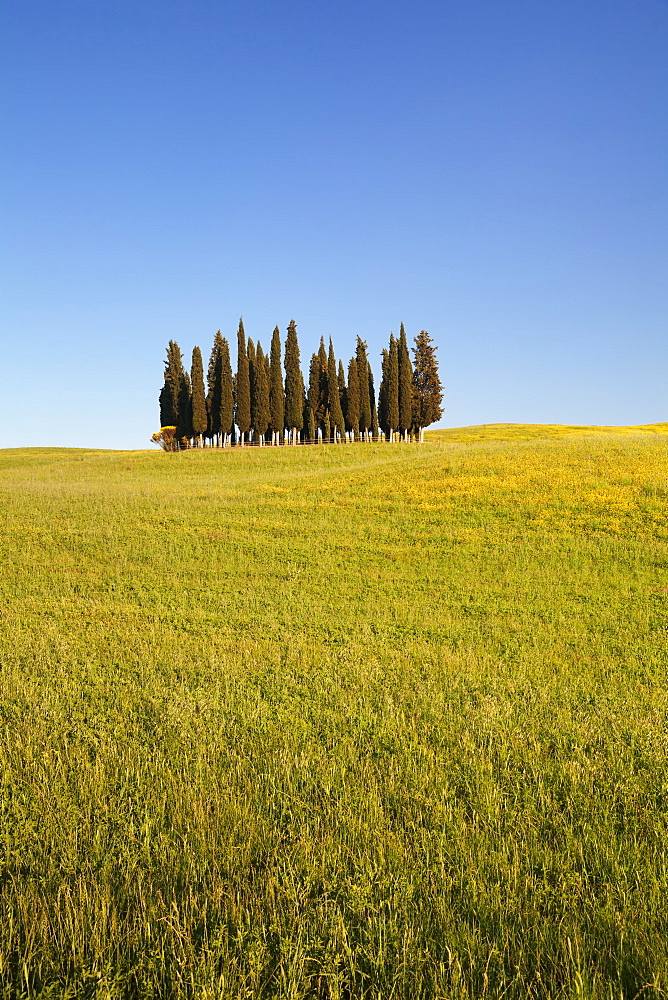 Group of cypress trees, near San Quirico, Val d'Orcia (Orcia Valley), UNESCO World Heritage Site, Siena Province, Tuscany, Italy, Europe