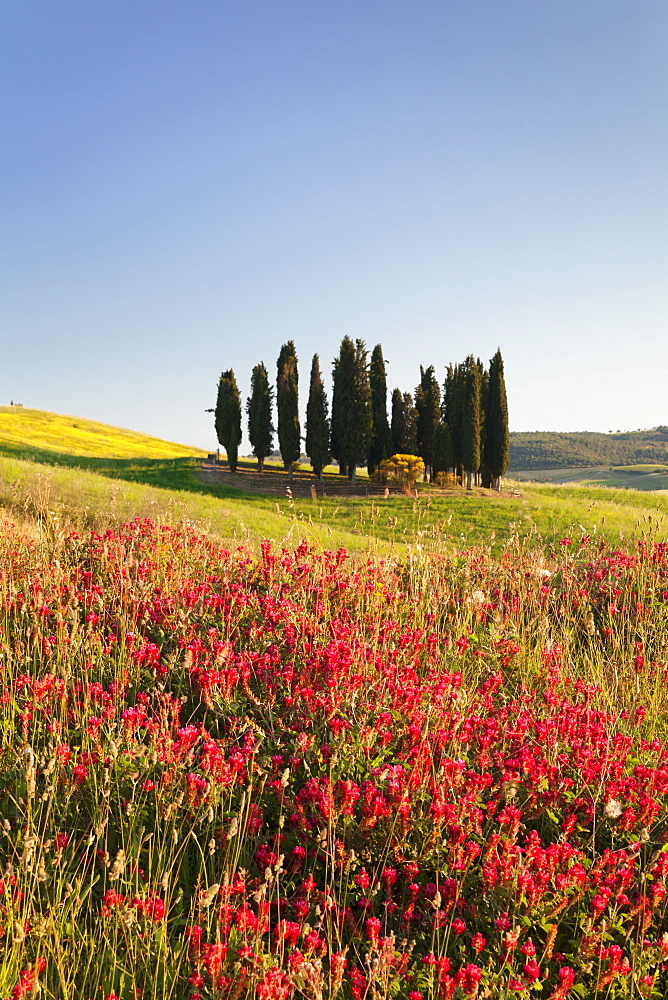 Group of cypress trees and field of flowers, near San Quirico, Val d'Orcia (Orcia Valley), UNESCO World Heritage Site, Siena Province, Tuscany, Italy, Europe